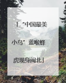 “中国最美小鸟”蓝喉蜂虎现身闽北