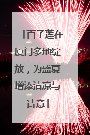 百子莲在厦门多地绽放，为盛夏增添清凉与诗意