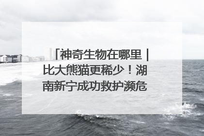 神奇生物在哪里｜比大熊猫更稀少！湖南新宁成功救护濒危鸟类海南鳽