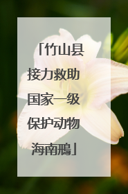 竹山县接力救助国家一级保护动物海南鳽