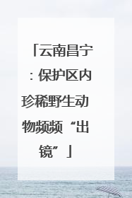 云南昌宁：保护区内珍稀野生动物频频“出镜”