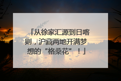从徐家汇源到日喀则，沪藏两地开满梦想的“格桑花”！
