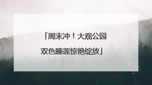 周末冲！大观公园双色睡莲惊艳绽放