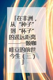 在非洲，从“种子”到“杯子”的遥远距离——一颗咖啡豆的前世今生（三）