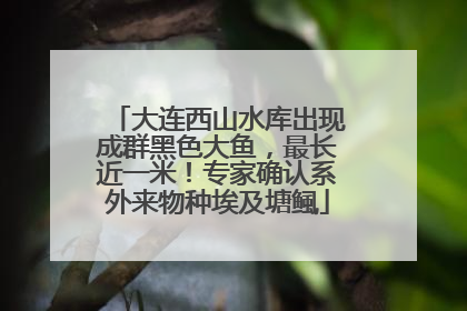 大连西山水库出现成群黑色大鱼，最长近一米！专家确认系外来物种埃及塘鲺