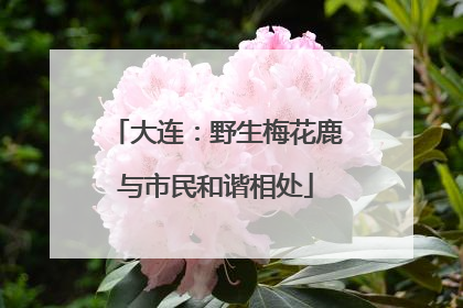 大连：野生梅花鹿与市民和谐相处