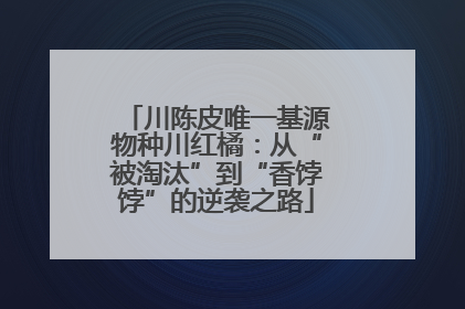 川陈皮唯一基源物种川红橘：从“被淘汰”到“香饽饽”的逆袭之路