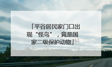 平谷居民家门口出现“怪鸟”，竟是国家二级保护动物