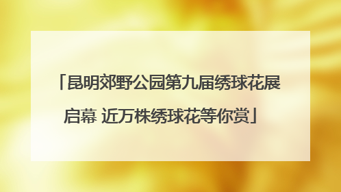 昆明郊野公园第九届绣球花展启幕 近万株绣球花等你赏