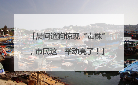 晨间遛狗惊现“毒株”，市民这一举动亮了！