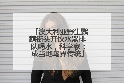 澳大利亚野生鹦鹉街头开饮水器排队喝水，科学家：成当地鸟界传统