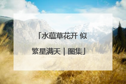 水蕴草花开 似繁星满天｜图集