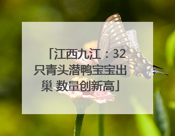 江西九江：32只青头潜鸭宝宝出巢 数量创新高