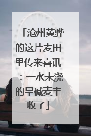 沧州黄骅的这片麦田里传来喜讯：一水未浇的旱碱麦丰收了