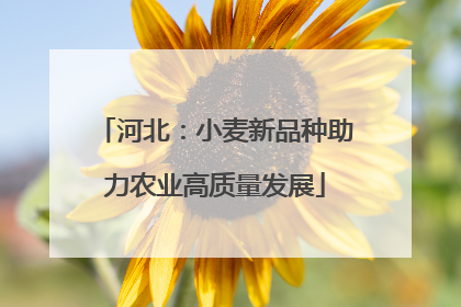 河北：小麦新品种助力农业高质量发展