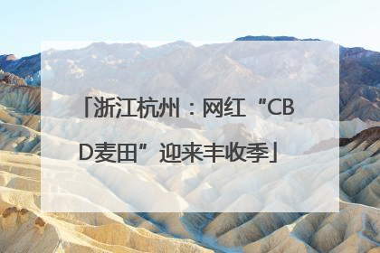 浙江杭州：网红“CBD麦田”迎来丰收季