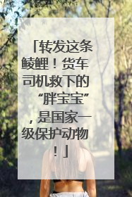 转发这条鲮鲤！货车司机救下的“胖宝宝”，是国家一级保护动物！