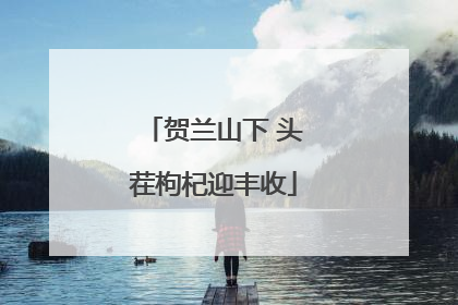 贺兰山下 头茬枸杞迎丰收
