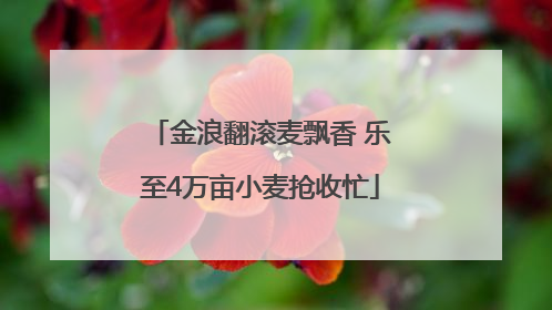 金浪翻滚麦飘香 乐至4万亩小麦抢收忙