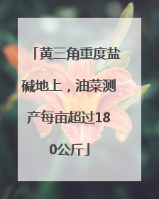 黄三角重度盐碱地上，油菜测产每亩超过180公斤